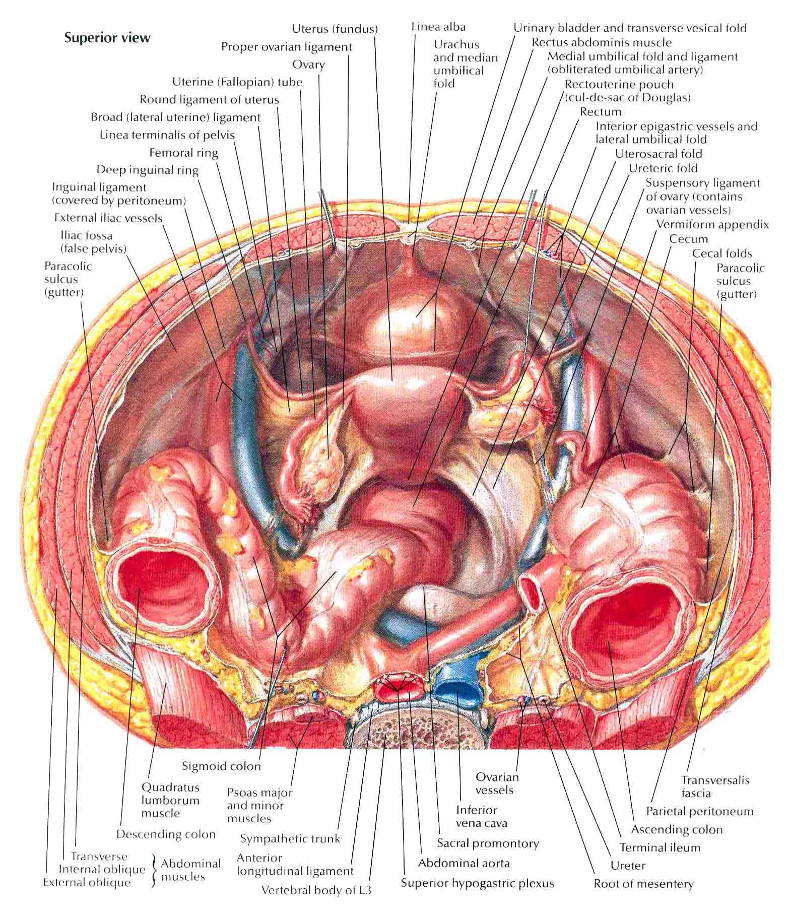 Ultrasound Leadership Academy: The Basics of Pelvic Transabdominal Ultrasound — EM Curious