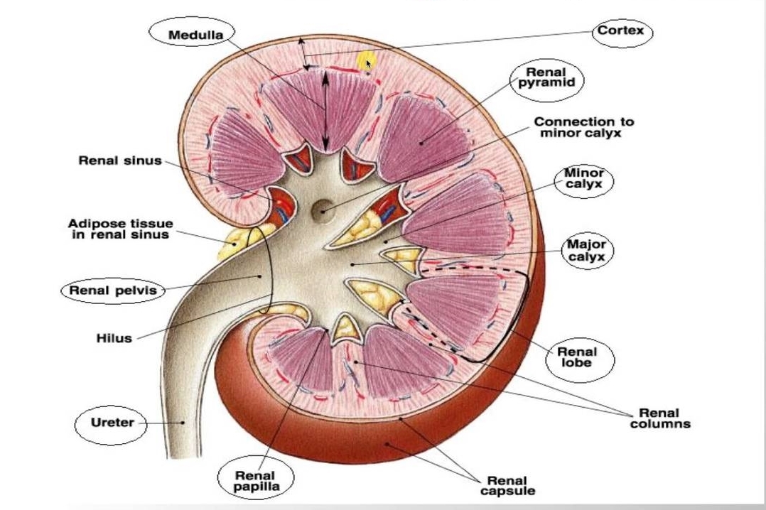 Ultrasound Leadership Academy Ultrasound for Renal Colic — EM Curious