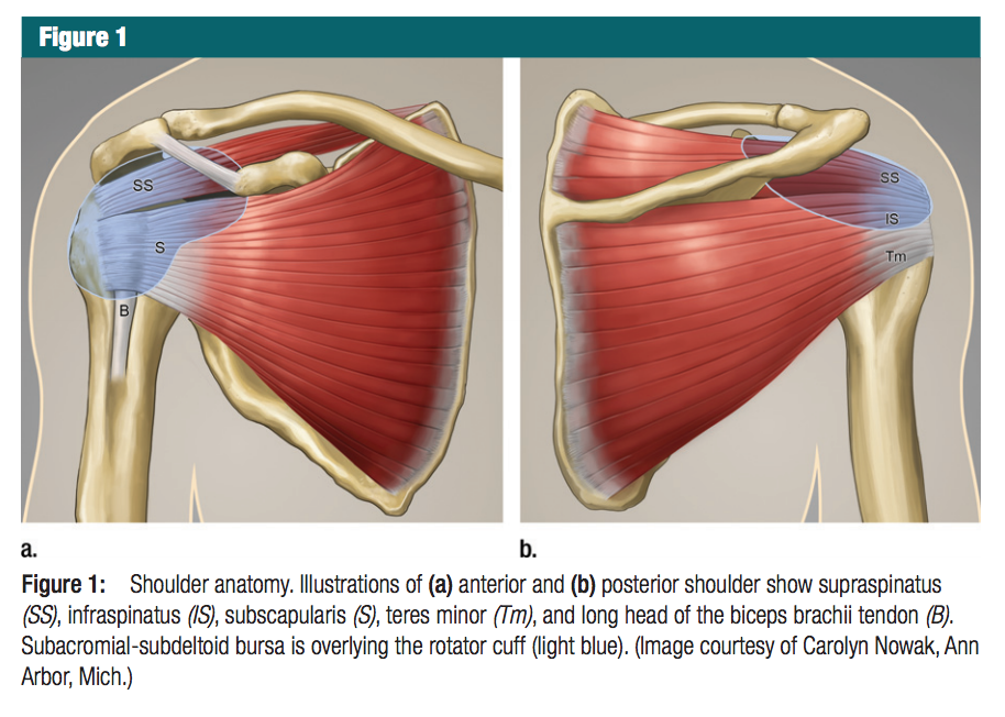 Ultrasound Leadership Academy Intro To Shoulder Evaluation EM Curious