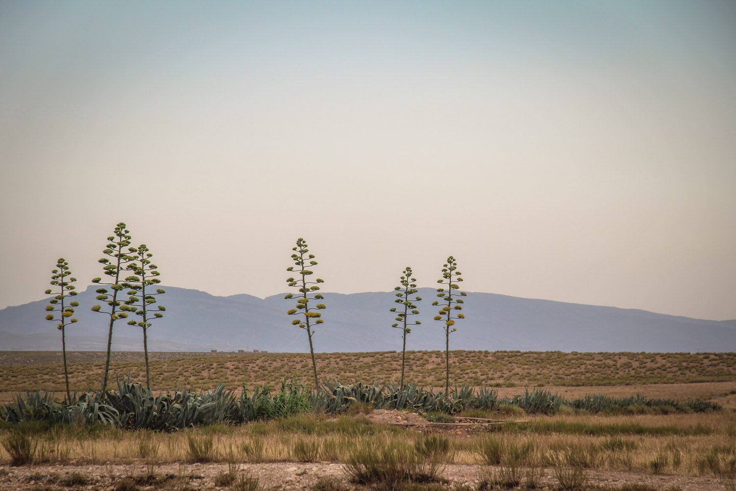 The desert