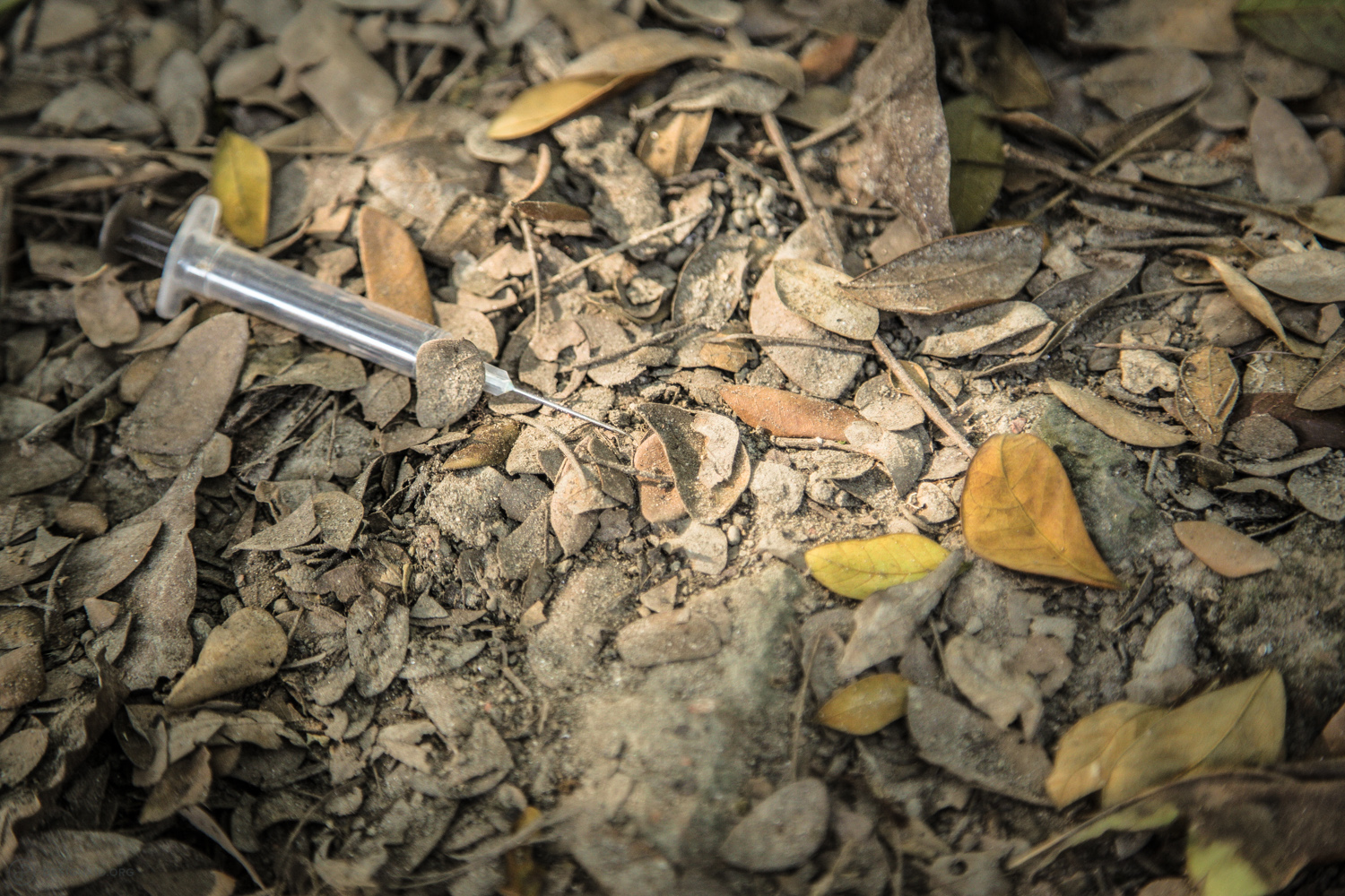  A used syringe hiding under the leaves near hospital entrance 