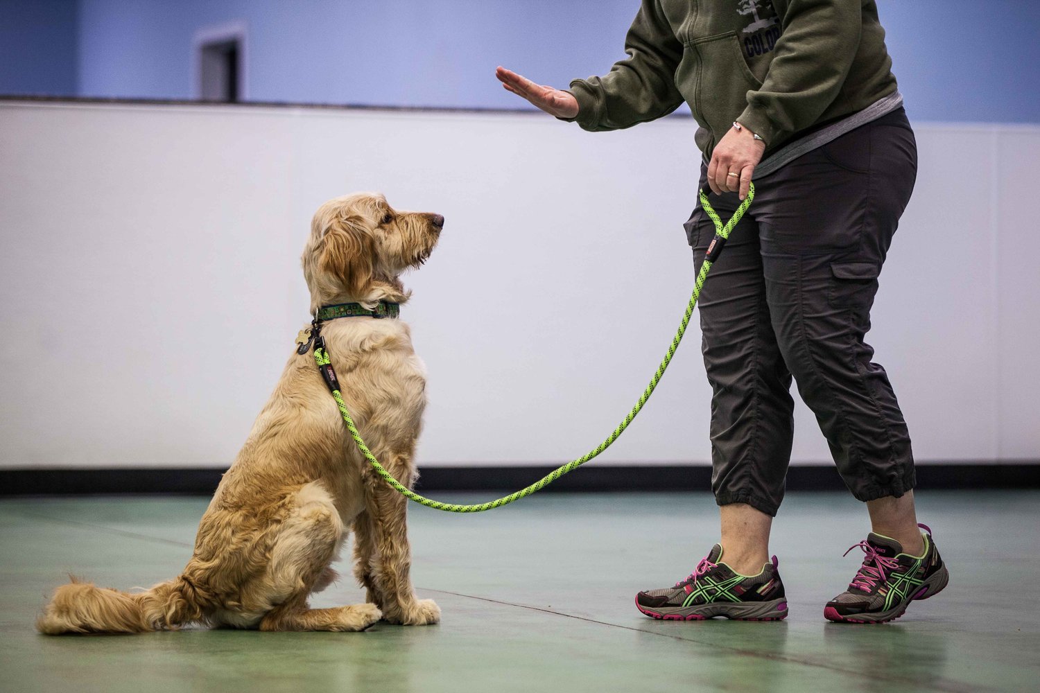 Dog Training College Station