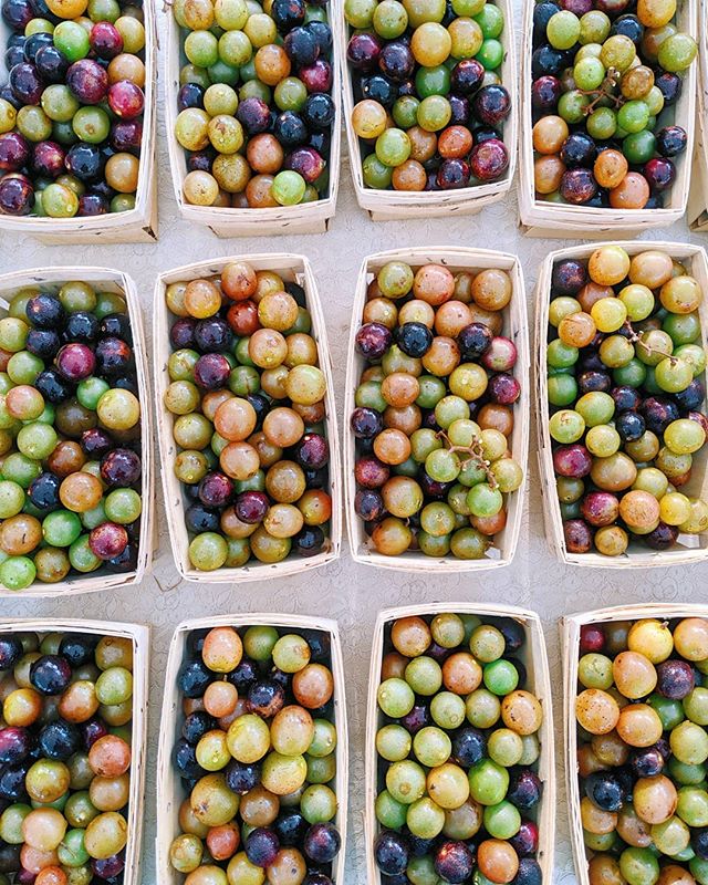 🍇Quiz Time!🍇 How many of you know your Florida native produce? First person to comment the scientific name for this native Florida summer treat will win a HFM gift card! Ready..Set..GO! #nationalfarmersmarketweek
.
.
.
#summer #summertime #Gainesvi