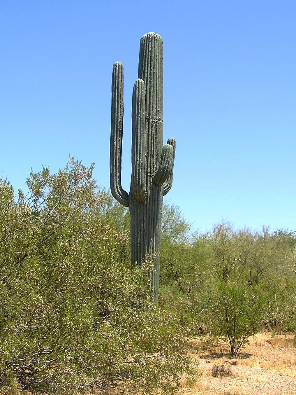 Installation within an artificial cactus structure in Phoenix, AZ.
