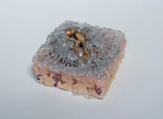 Glory Box.  2009.  Exhibited in "The Ecstatic" - Curious Matter Gallery.