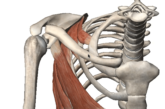 Fig. A: The scapula, humerus and clavicle form the "shoulder joint complex" and move together as a unit.