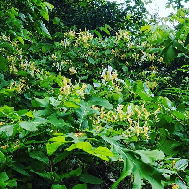 Sweet nectar guarded
By poison at the hedgerow
Inhale deep and be. 
#honeysuckle #poisonivy #texasflora