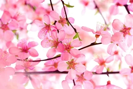 blossomeco-Beautiful-Pink-Flower-Blossom-Sml.jpg