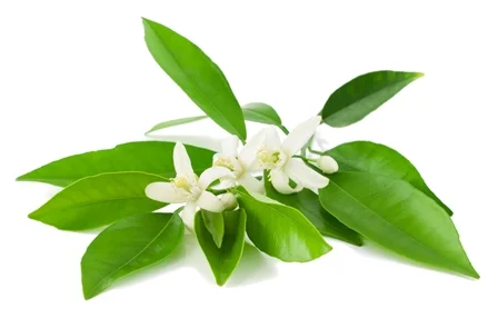 Neroli.jpg