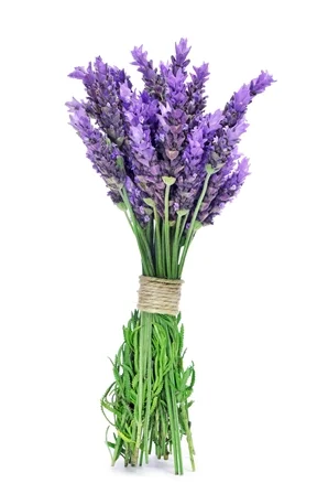 Lavender.jpg