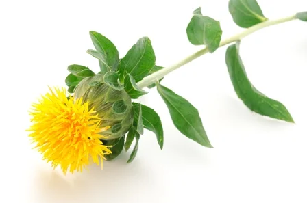Safflower.jpg