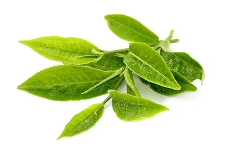White Tea.jpg
