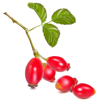 Rosehip.jpg