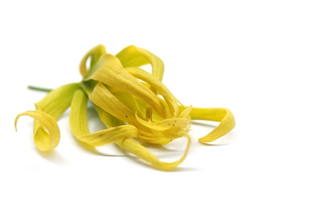 Ylang Ylang.jpg