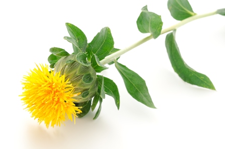 Safflower.jpg