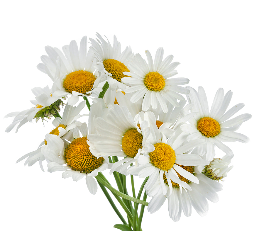Chamomile.jpg