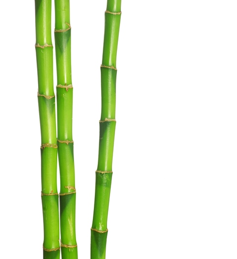 Bamboo.jpg