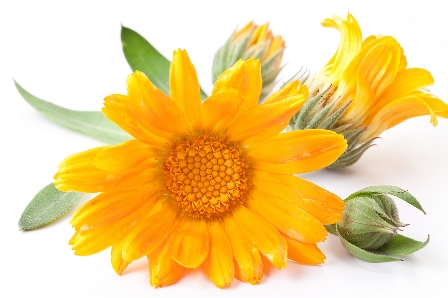 Calendula.jpg