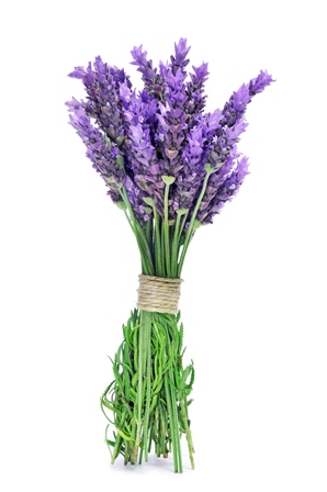 Lavender.jpg