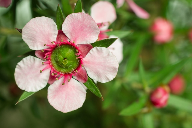 Tea Tree Flower comp.jpg