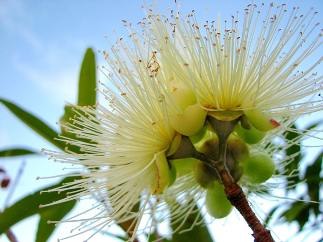 Eucalyptus Flower comp.jpg