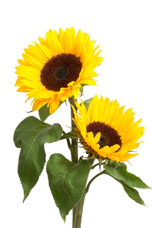 Sunflower.jpg