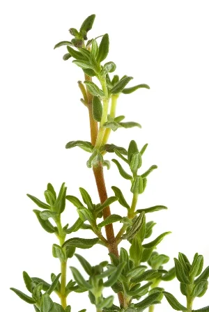 Thyme.jpg