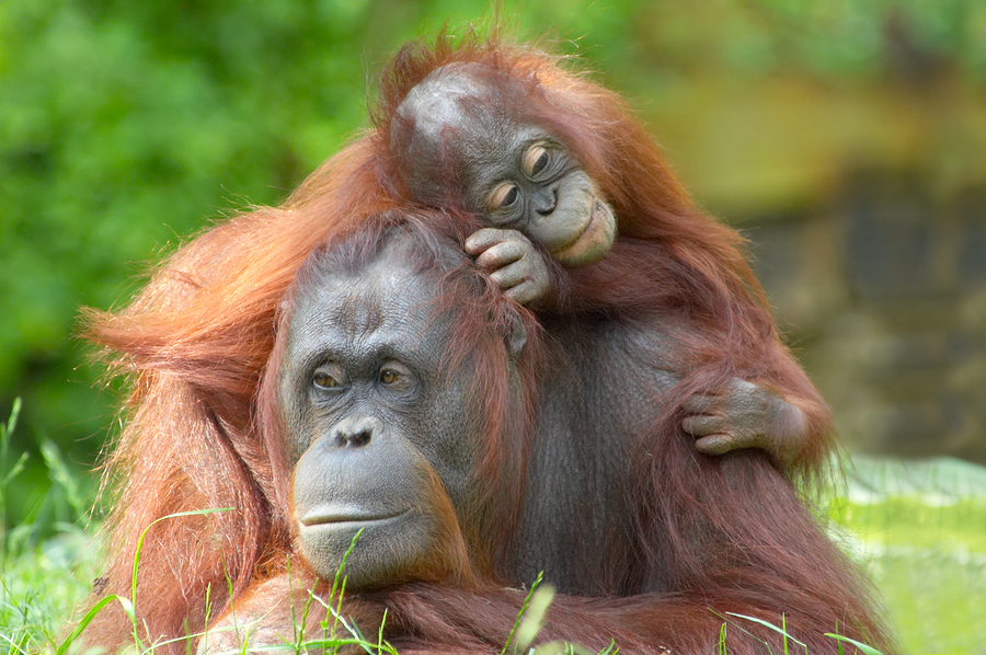 bigstock-Mother-Orangutan-With-Her-Baby-1695891.jpg