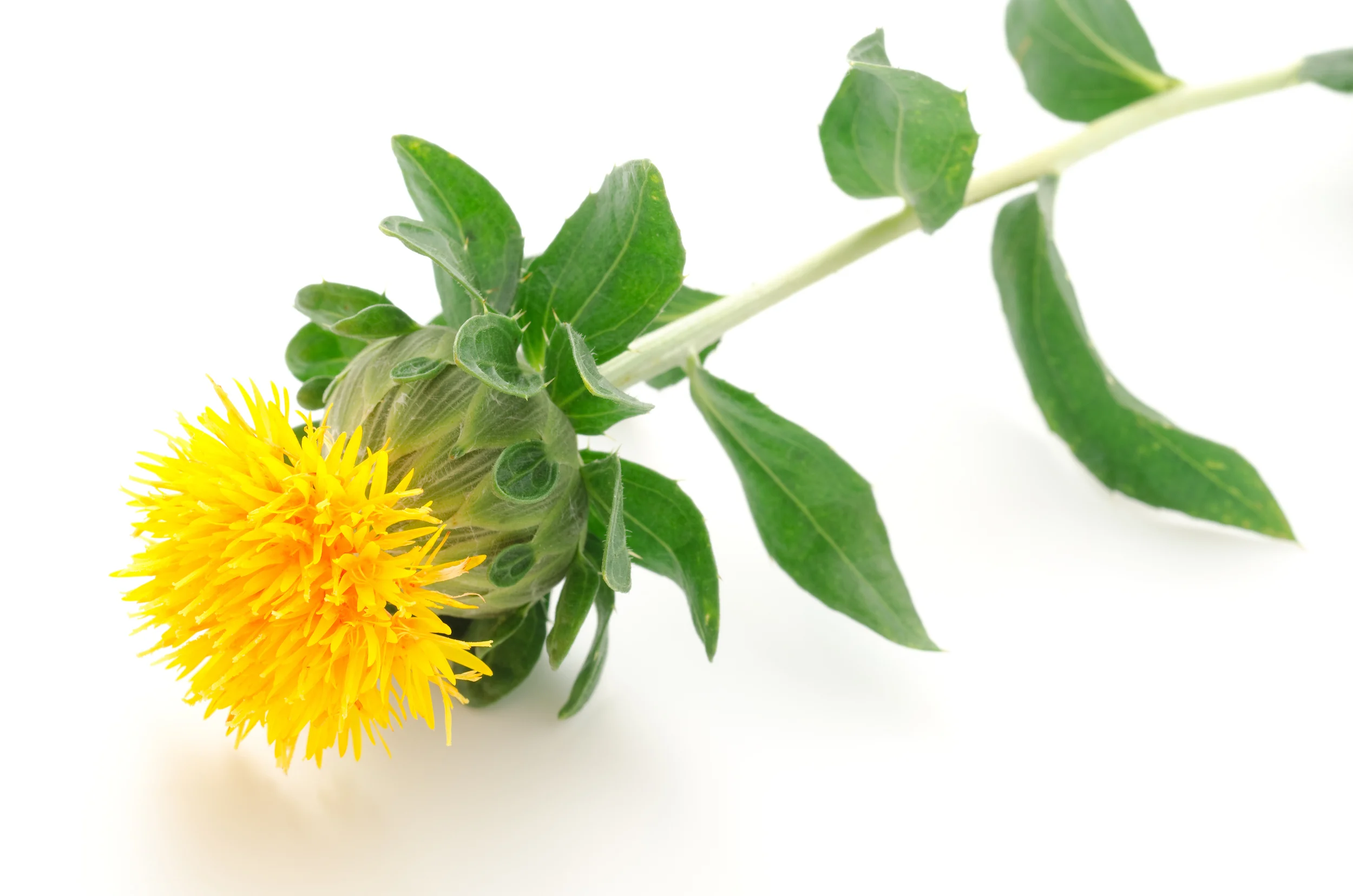 bigstock-Sideways-one-safflower-flower-35061716.jpg