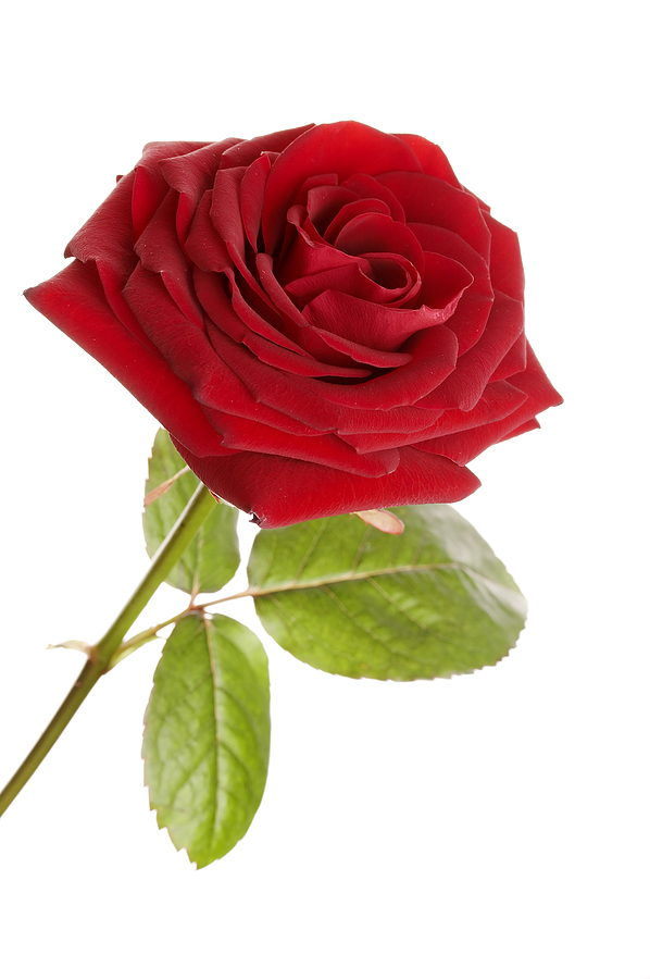 blossomeco-beautiful-red-rose-26366507.jpg