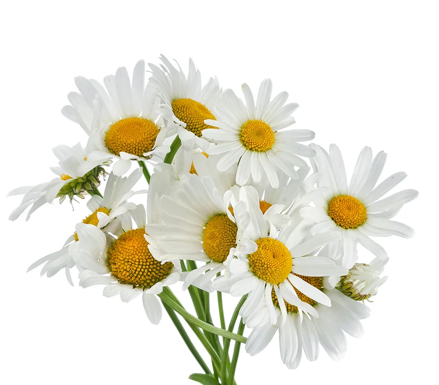 Chamomile.jpg