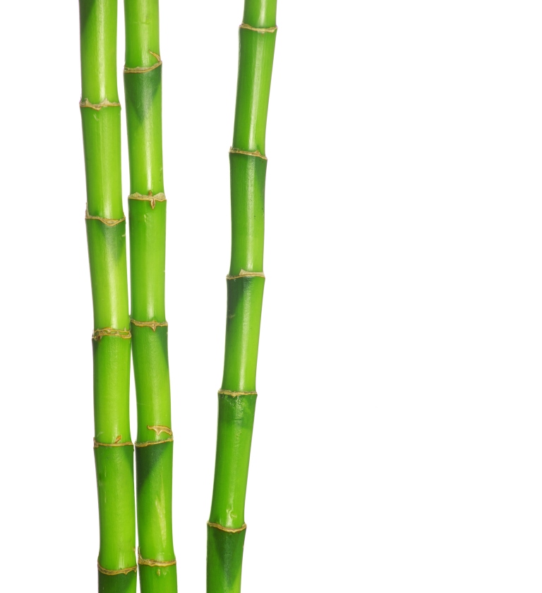 Bamboo Med.jpg