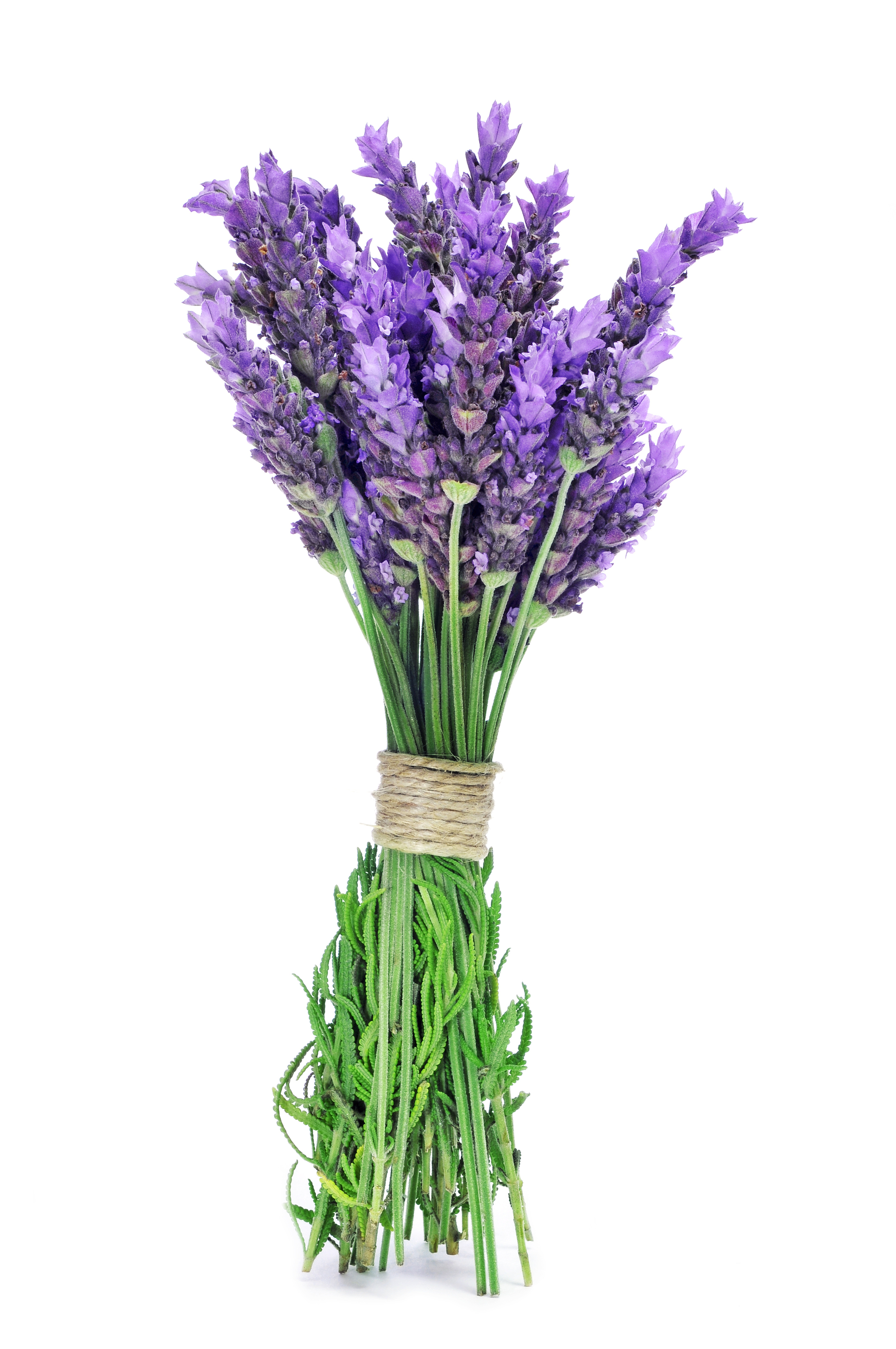 bigstock-a-bunch-of-lavender-flowers-ti-44907490.jpg