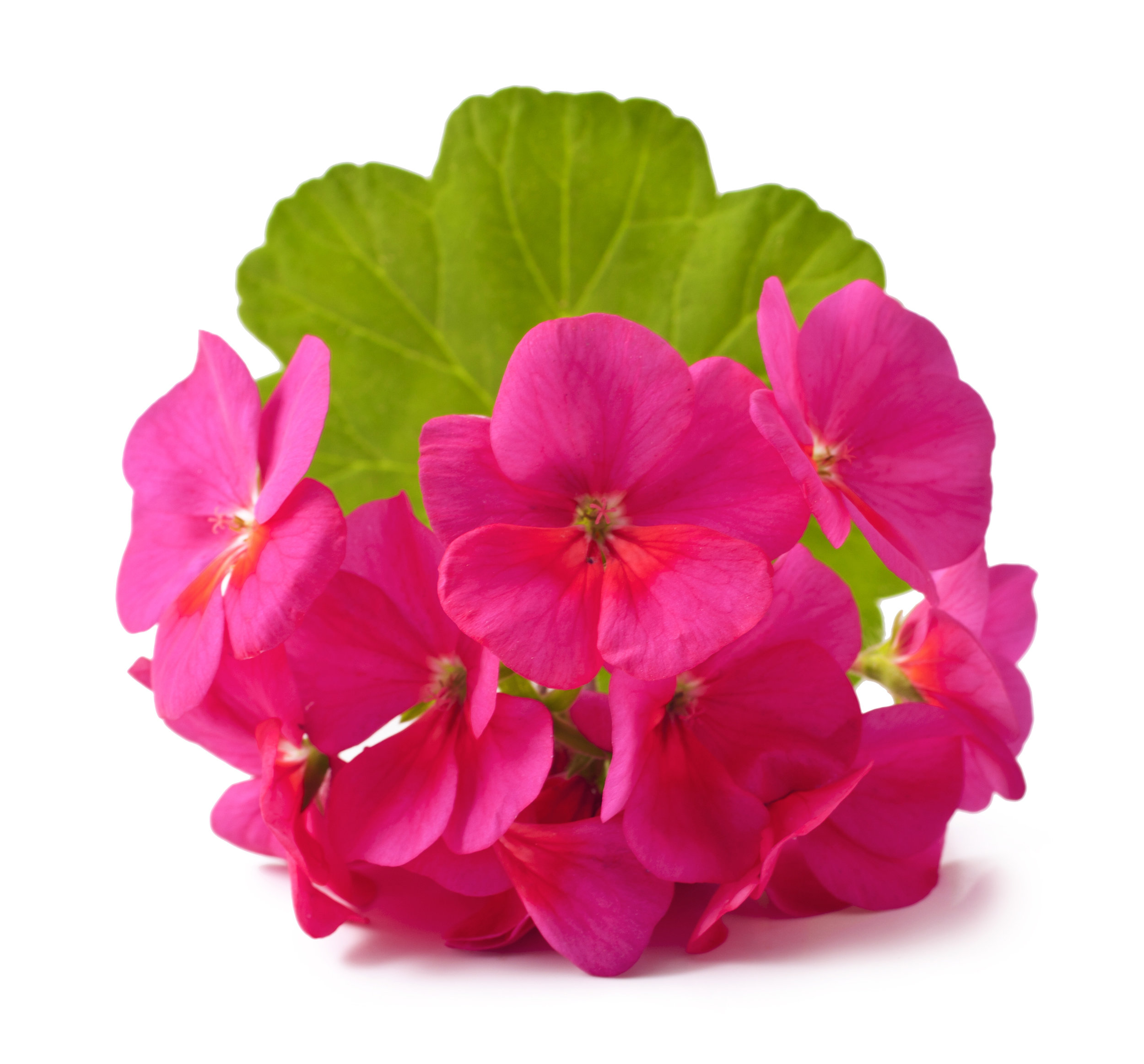 bigstock-Geranium-68876008.jpg