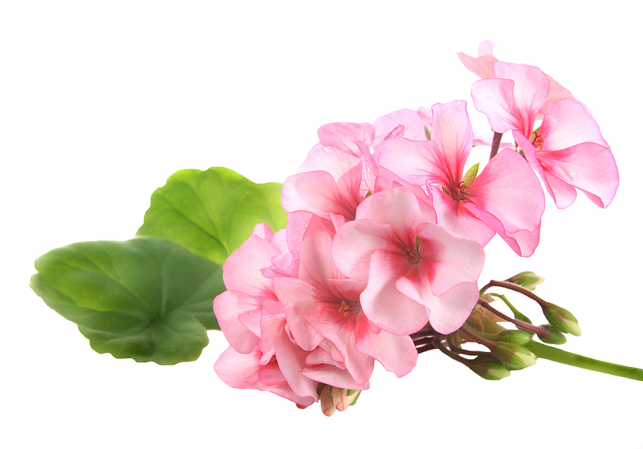 blossomeco-Geranium-4975621.jpg