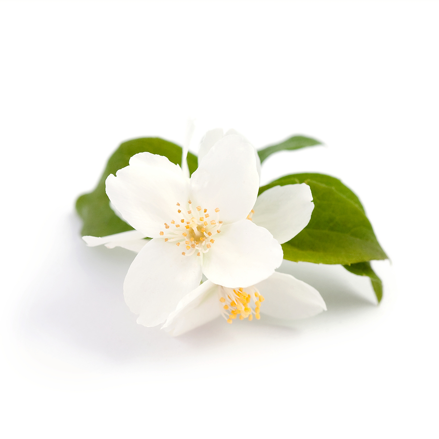 blossomeco-Jasmine-7979547.jpg