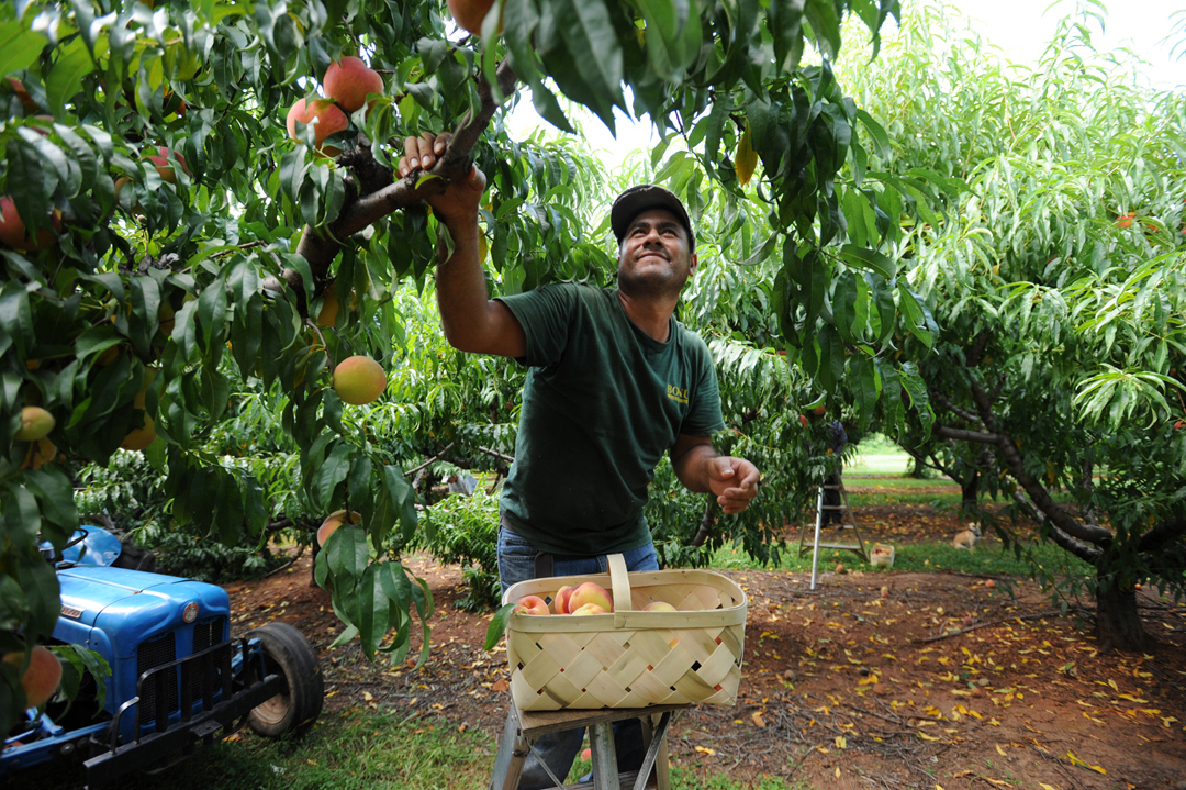  Too much rain has taken its toll on crops throughout the state. However, Tommy Fisher, owner of Fisher's Pick Your Own, said his crop of peaches has fared well as contract workers bring in the harvest on his Greer orchard.  (August 6, 2013)    