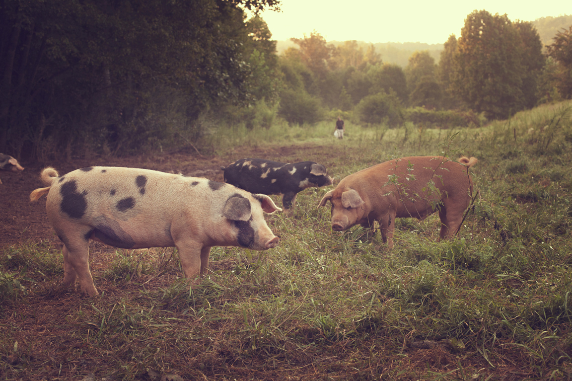 Greenbrier Pigs