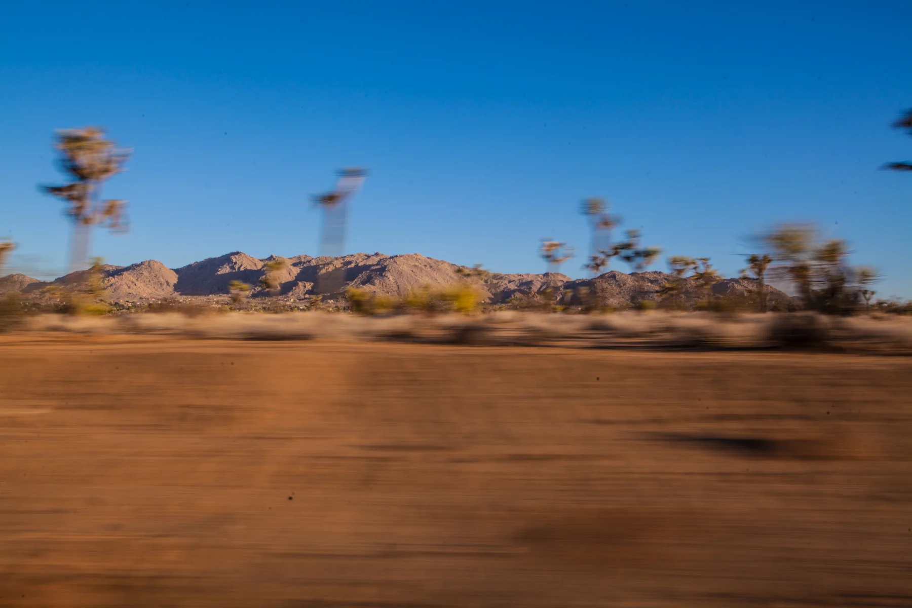 20130617 Joshua Tree-305.jpg