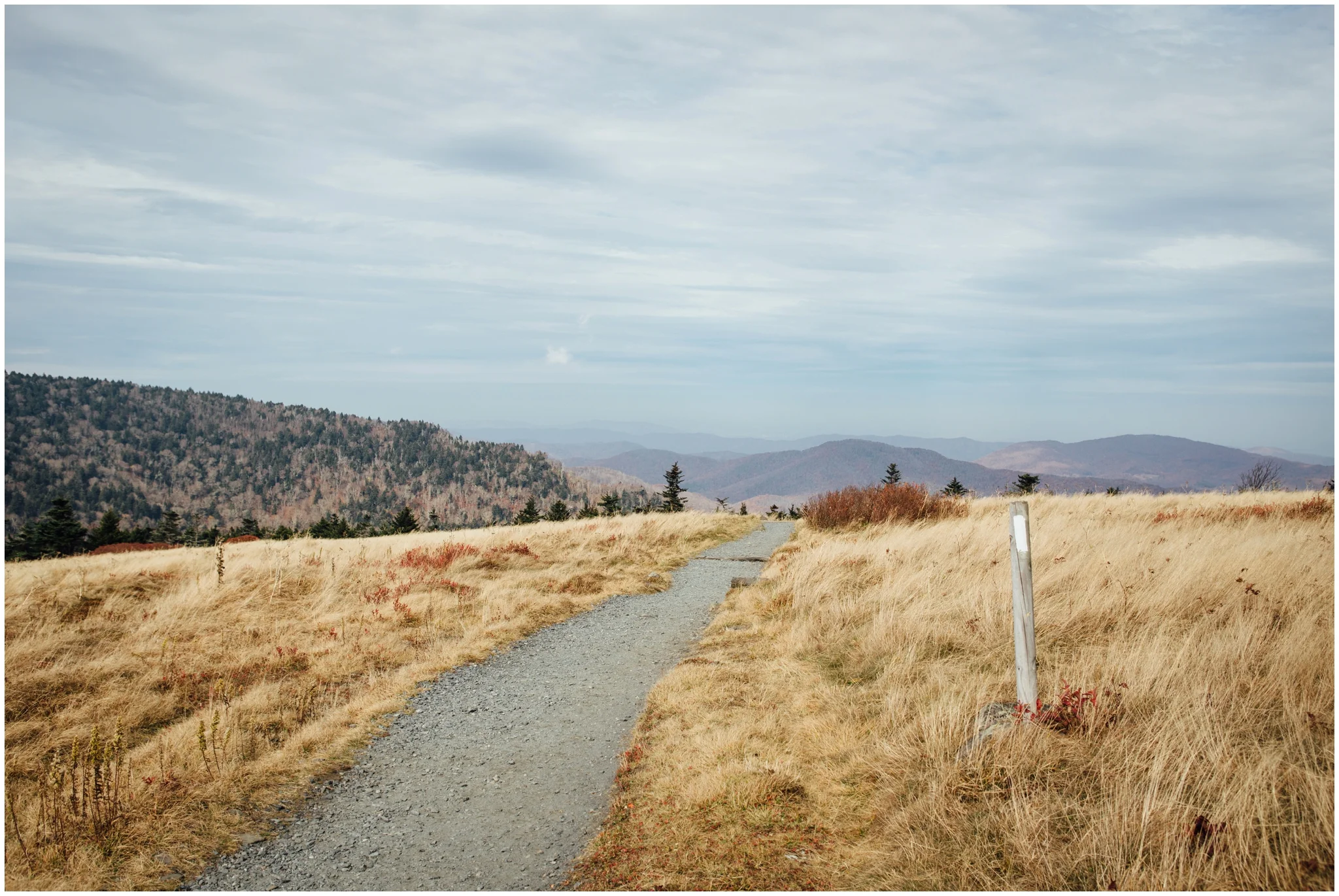 roan-mountain-carvers-gap-appalachian-trail-katy-sergent_0023.jpg