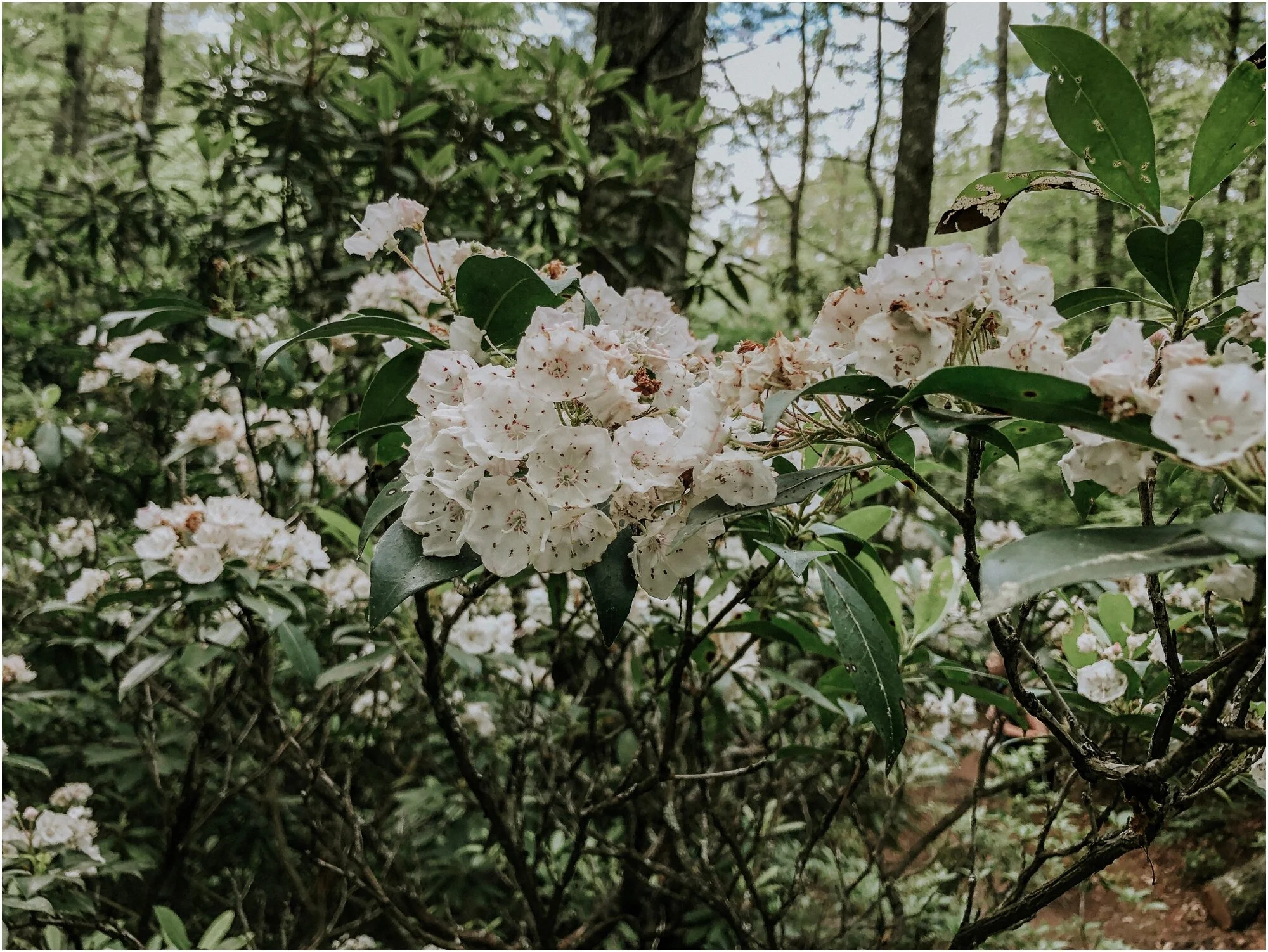 Finally got to see blooming mountain laurel in person! This appalachian floral is my favorite for many reasons and will always hold a special place in my heart (which is why it’s also in my logo).