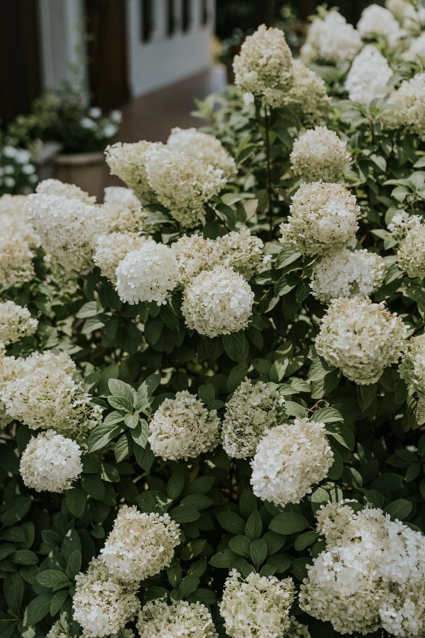 greenwood-oaks-farm-wildflower-garden-summer-wedding-afton-tennessee-greeneville-tn-katy-sergent-photography-3.jpg