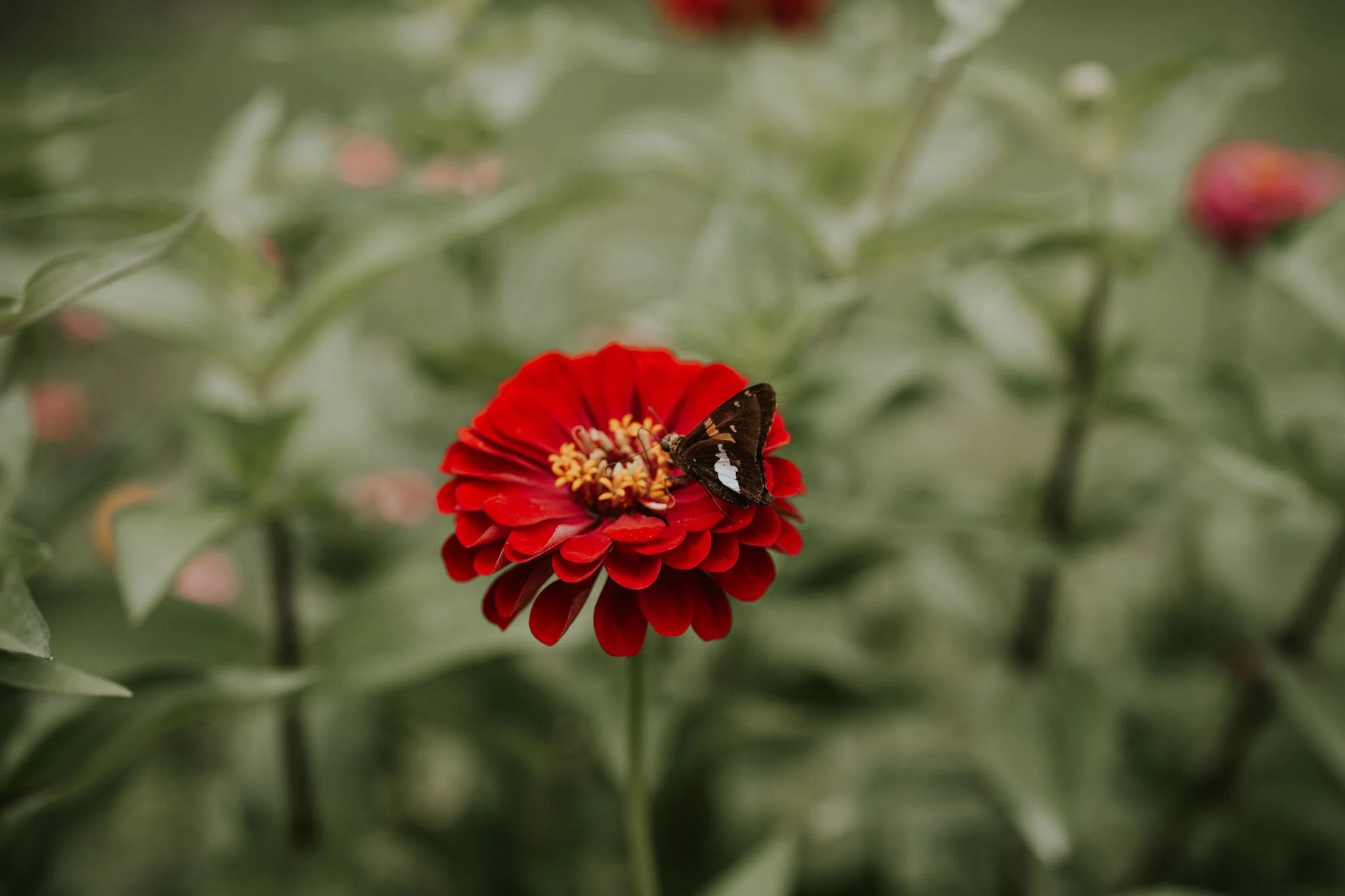 greenwood-oaks-farm-wildflower-garden-summer-wedding-afton-tennessee-greeneville-tn-katy-sergent-photography-6.jpg