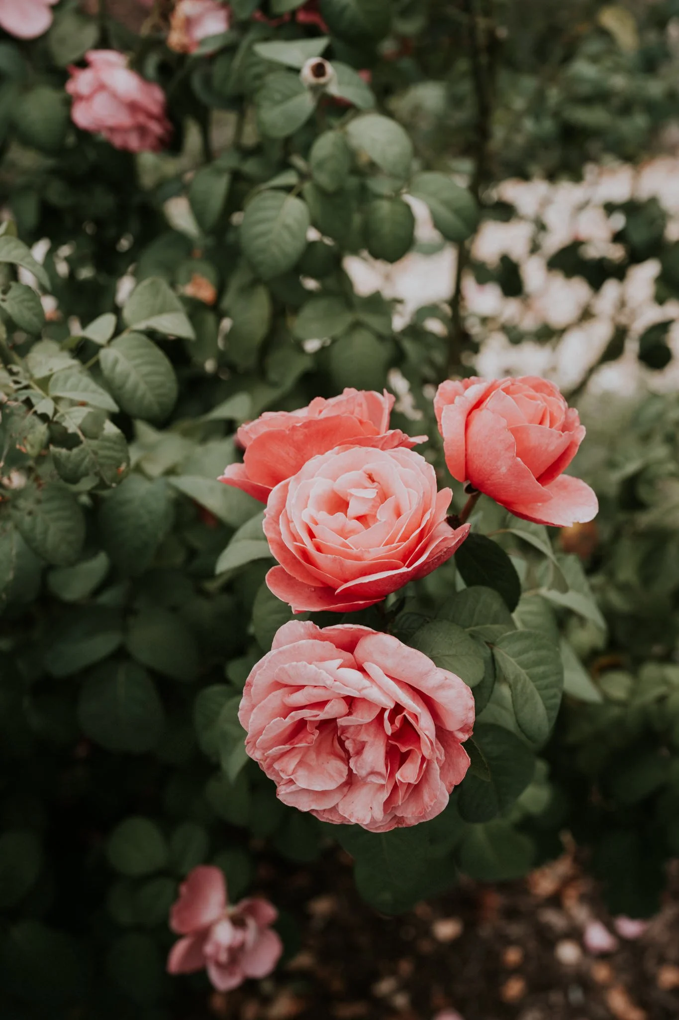 greenwood-oaks-farm-wildflower-garden-summer-wedding-afton-tennessee-greeneville-tn-katy-sergent-photography-8.jpg