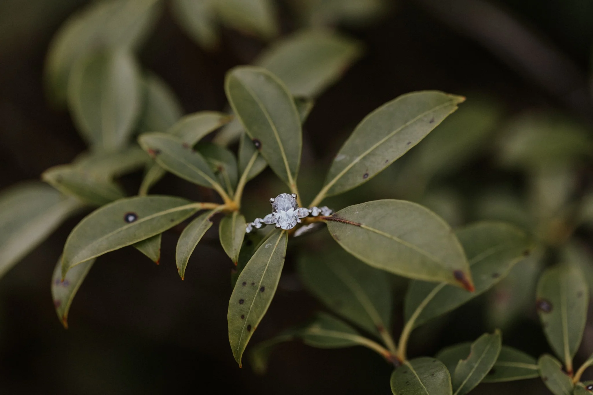 boone-north-carolina-mountain-engagement-session-tennessee-katy-sergent-photography-8.jpg
