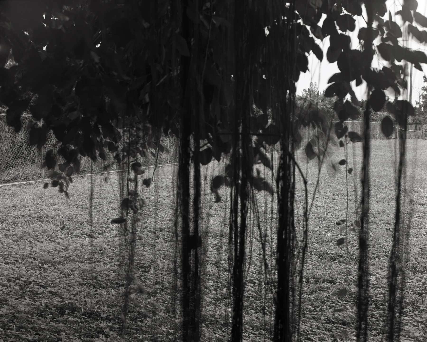 the_third_avocado_tree.jpg