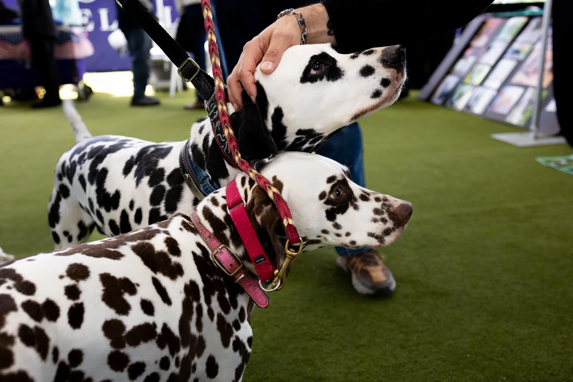 Three Dalmatian dogs with black spots on white fur, wearing colorful collars, being petted at an indoor event with people and display stands in the background.