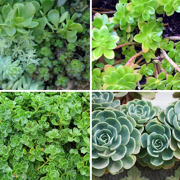 zeff-succulents.jpg