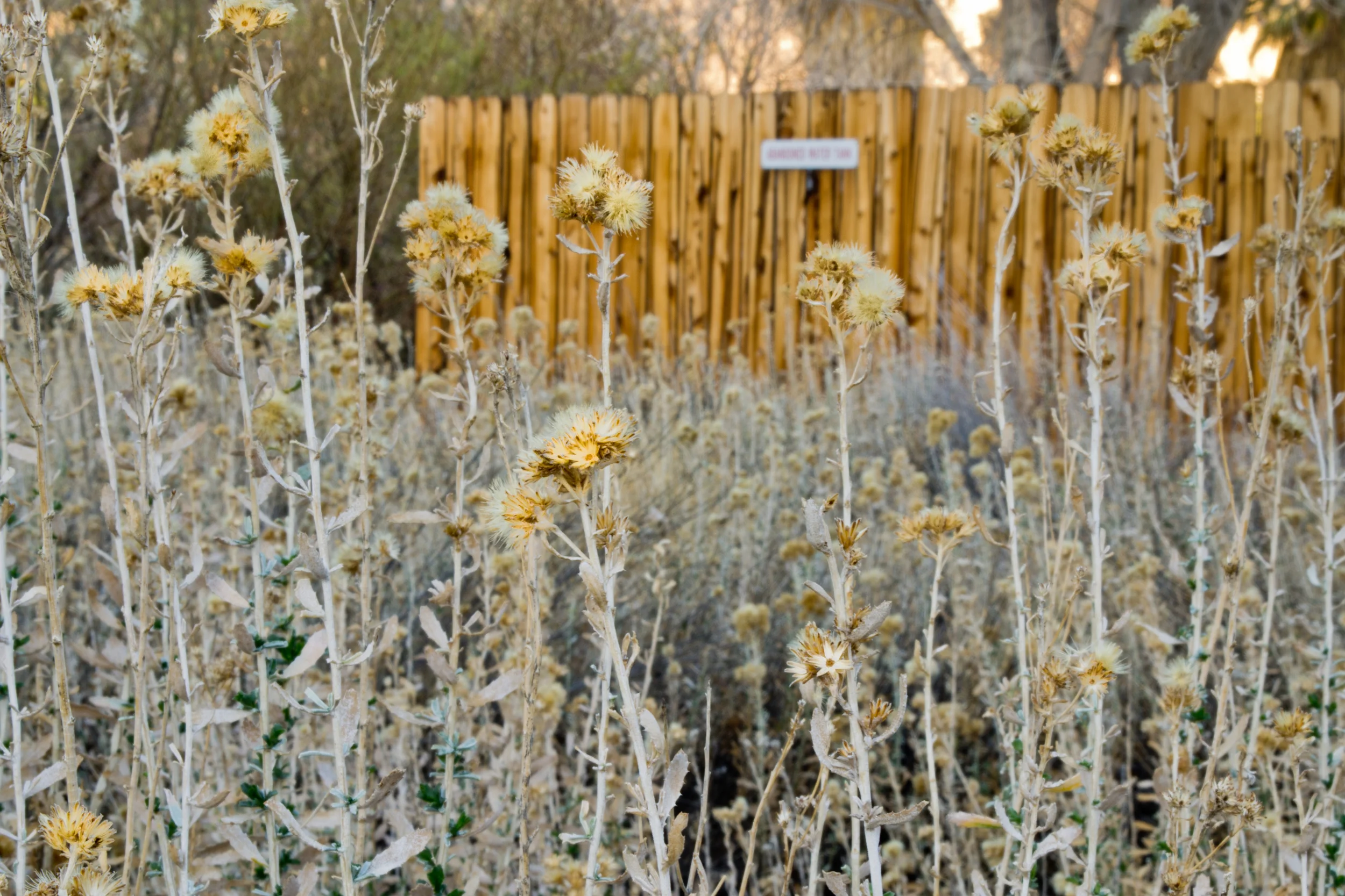  Flowers and a fence 