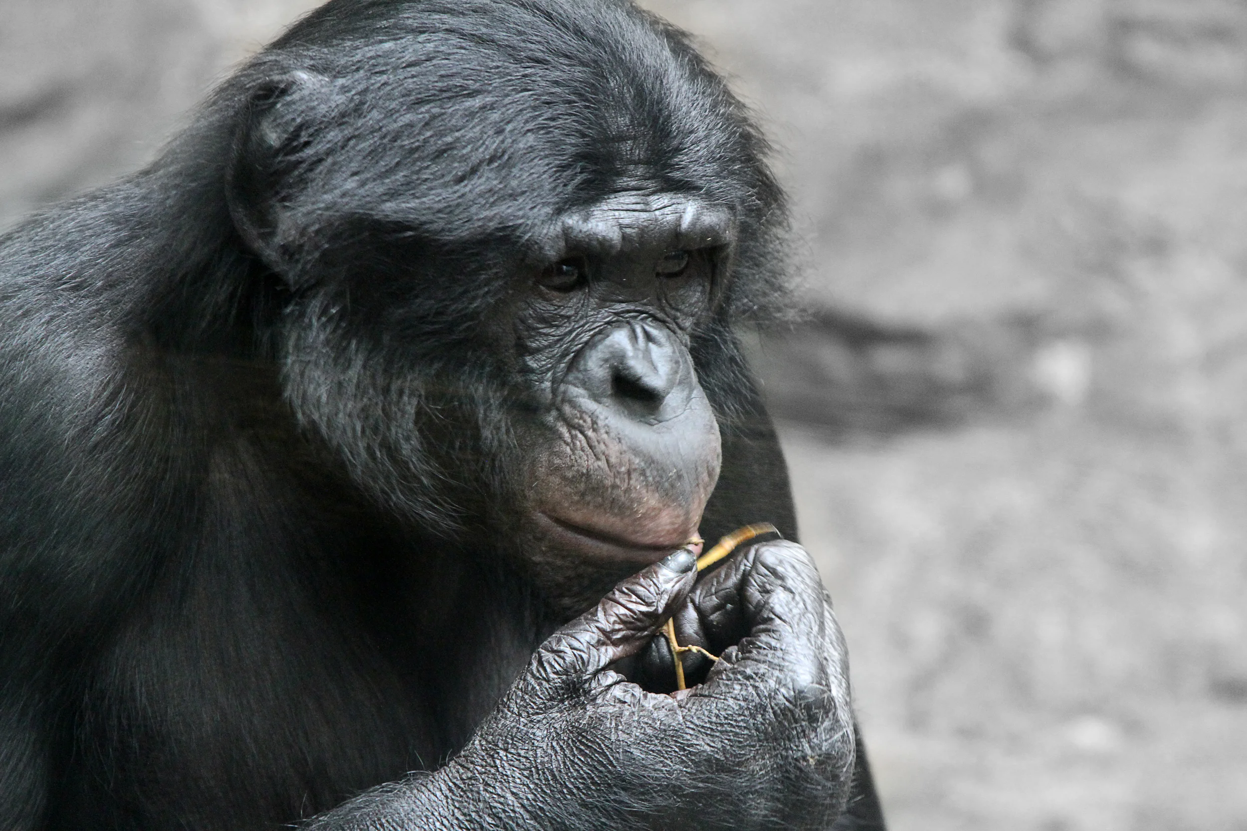 ape.jpg
